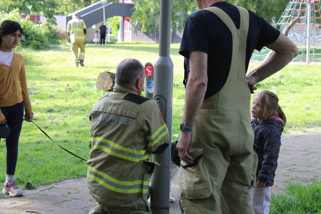 Nest met vogels vast in lantaarnpaal