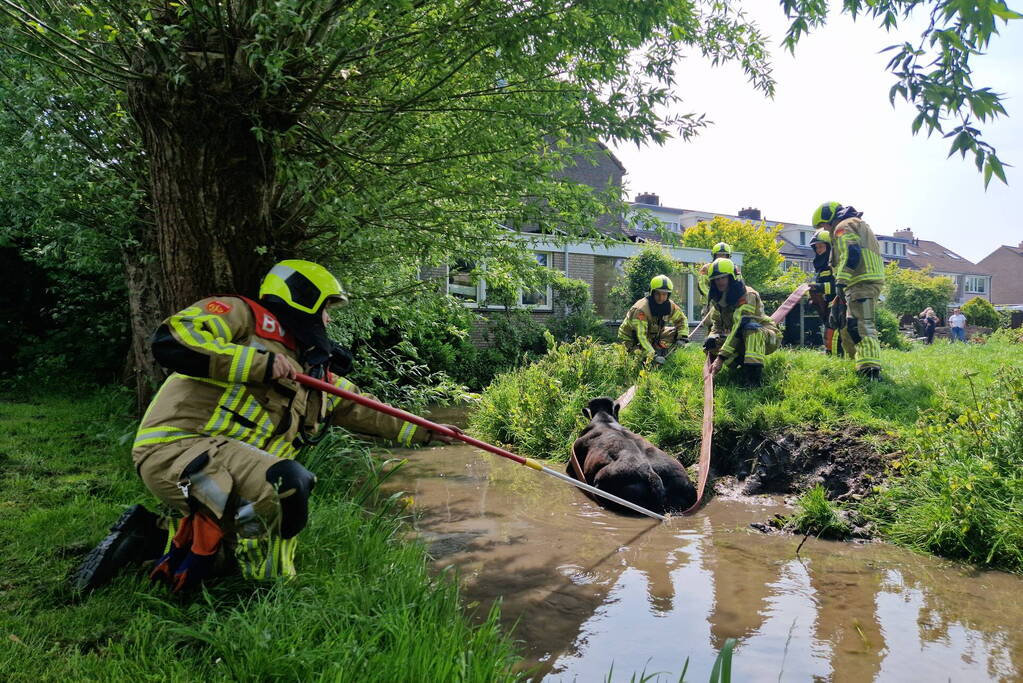 Brandweer ingezet voor koe in de sloot