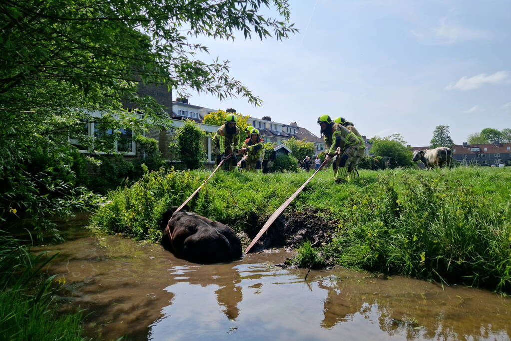 Brandweer ingezet voor koe in de sloot