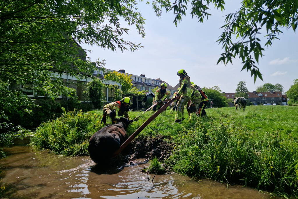 Brandweer ingezet voor koe in de sloot