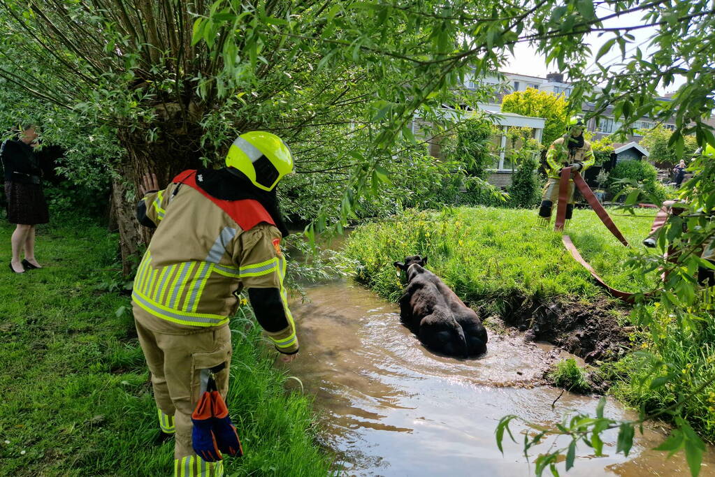 Brandweer ingezet voor koe in de sloot