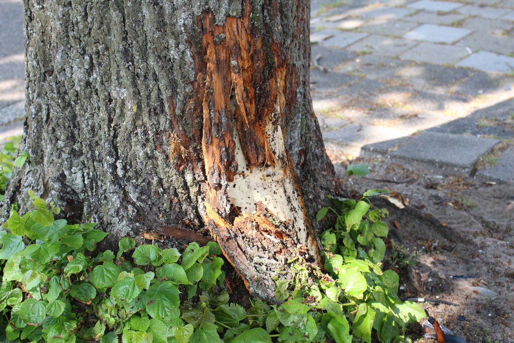 Eenzijdig ongeval met boom