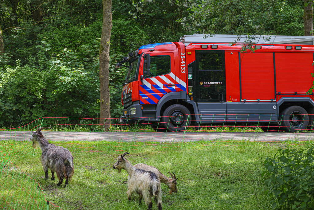 Grote kudde Schapen en Geiten ontsnapt