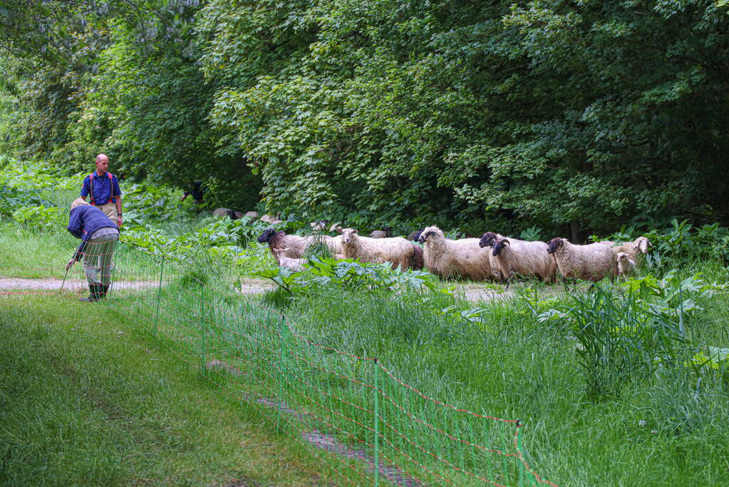 Grote kudde Schapen en Geiten ontsnapt