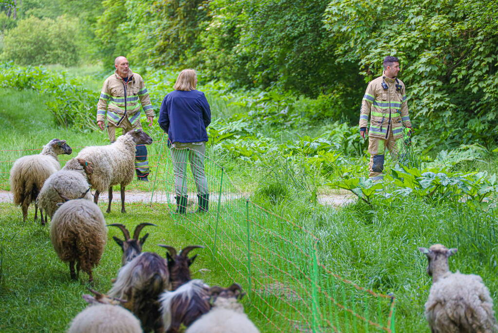 Grote kudde Schapen en Geiten ontsnapt
