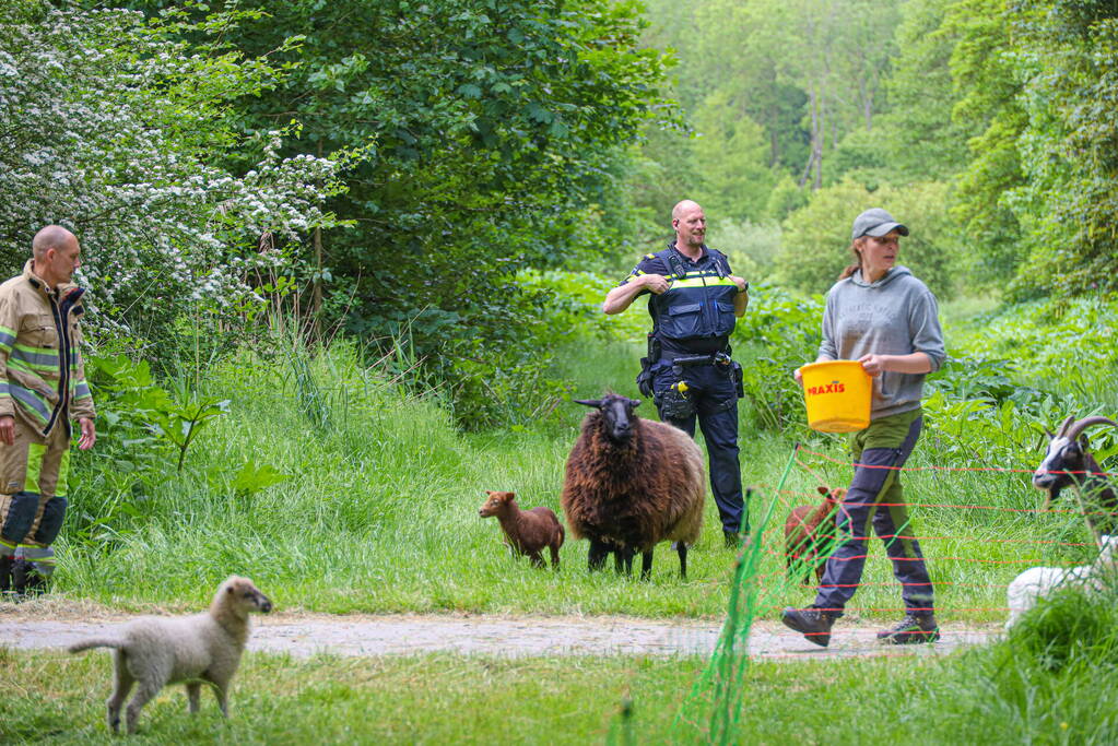 Grote kudde Schapen en Geiten ontsnapt