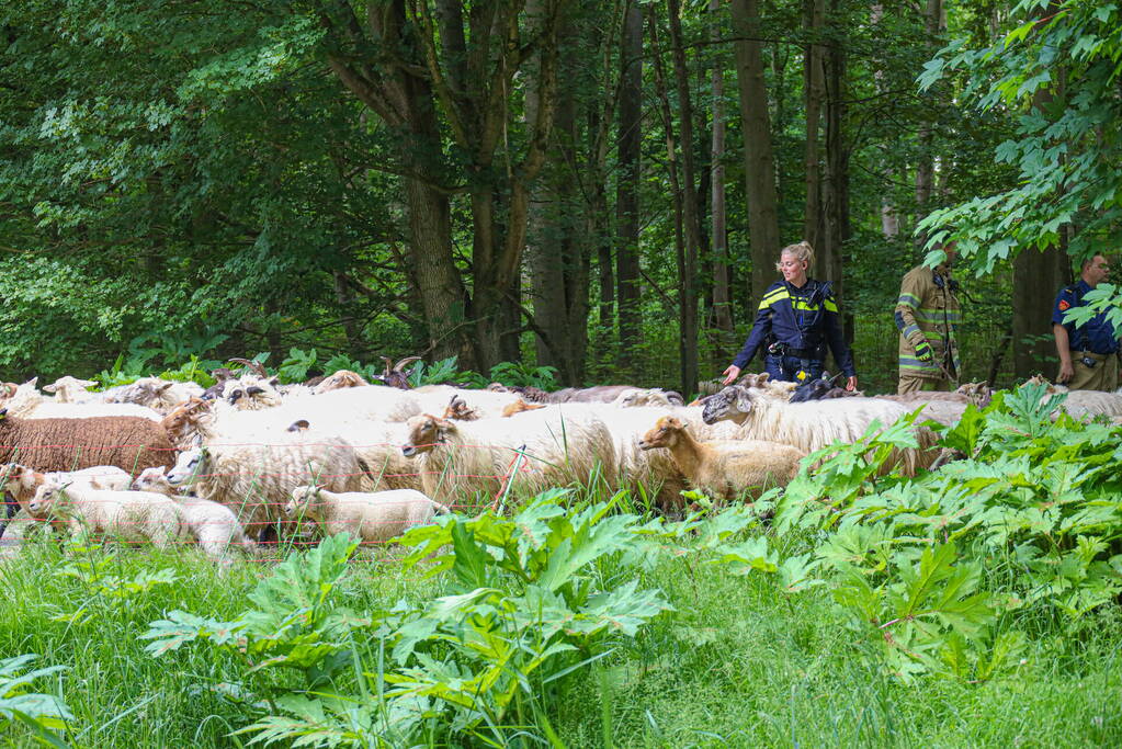 Grote kudde Schapen en Geiten ontsnapt