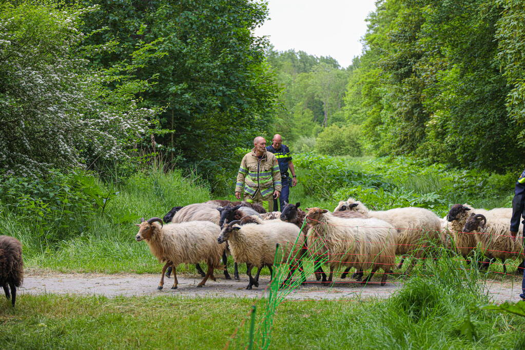 Grote kudde Schapen en Geiten ontsnapt
