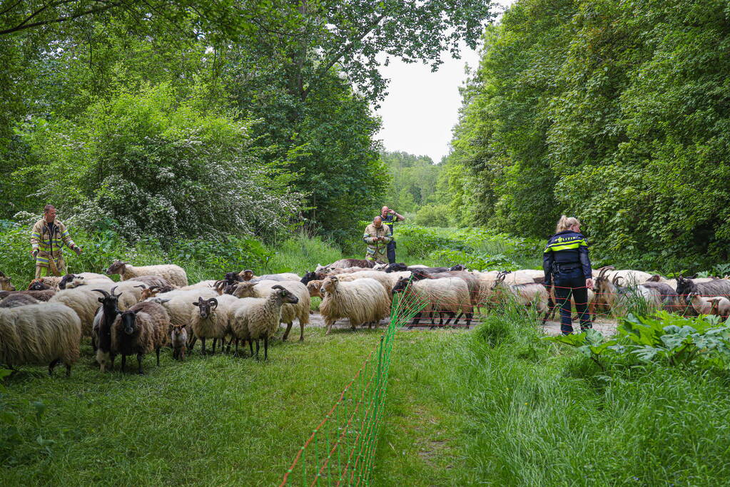 Grote kudde Schapen en Geiten ontsnapt