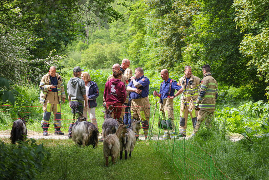 Grote kudde Schapen en Geiten ontsnapt