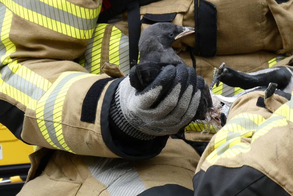 Brandweer redt vastzittende vogel