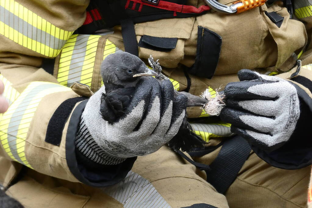 Brandweer redt vastzittende vogel