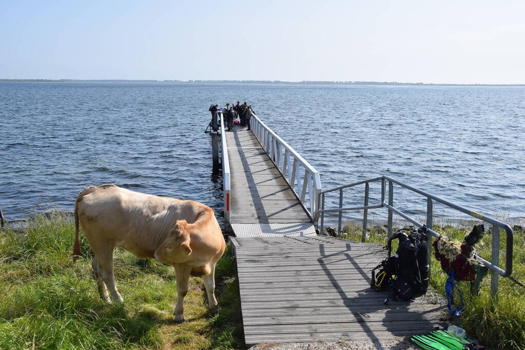 Duiker gewond bij waterongeval