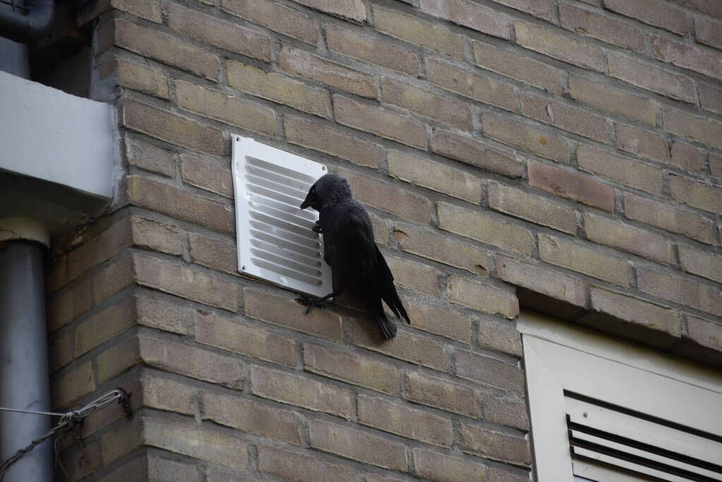 Brandweer ingezet voor vogelnest in muur
