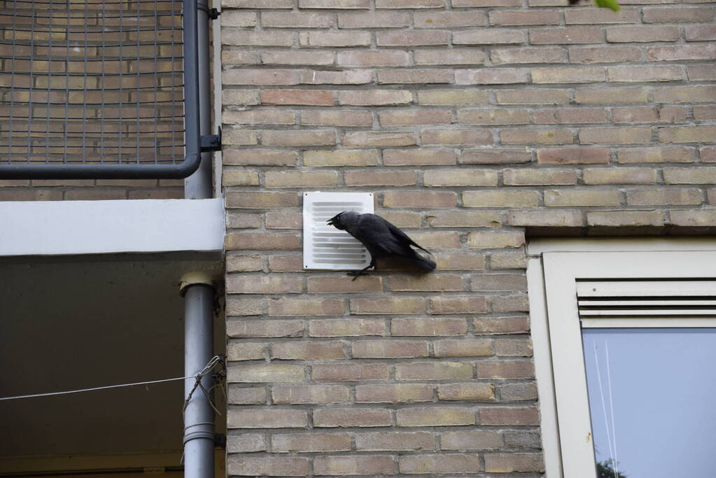 Brandweer ingezet voor vogelnest in muur