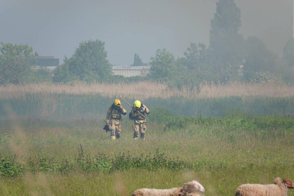 Schaapjes in veiligheid gebracht bij hevige rietbrand