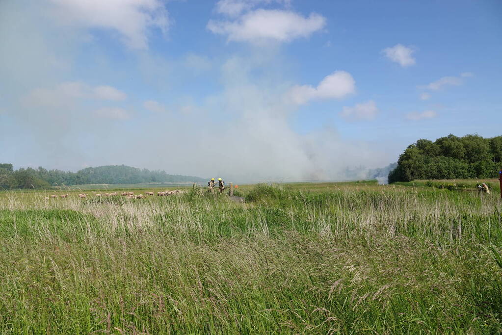 Schaapjes in veiligheid gebracht bij hevige rietbrand