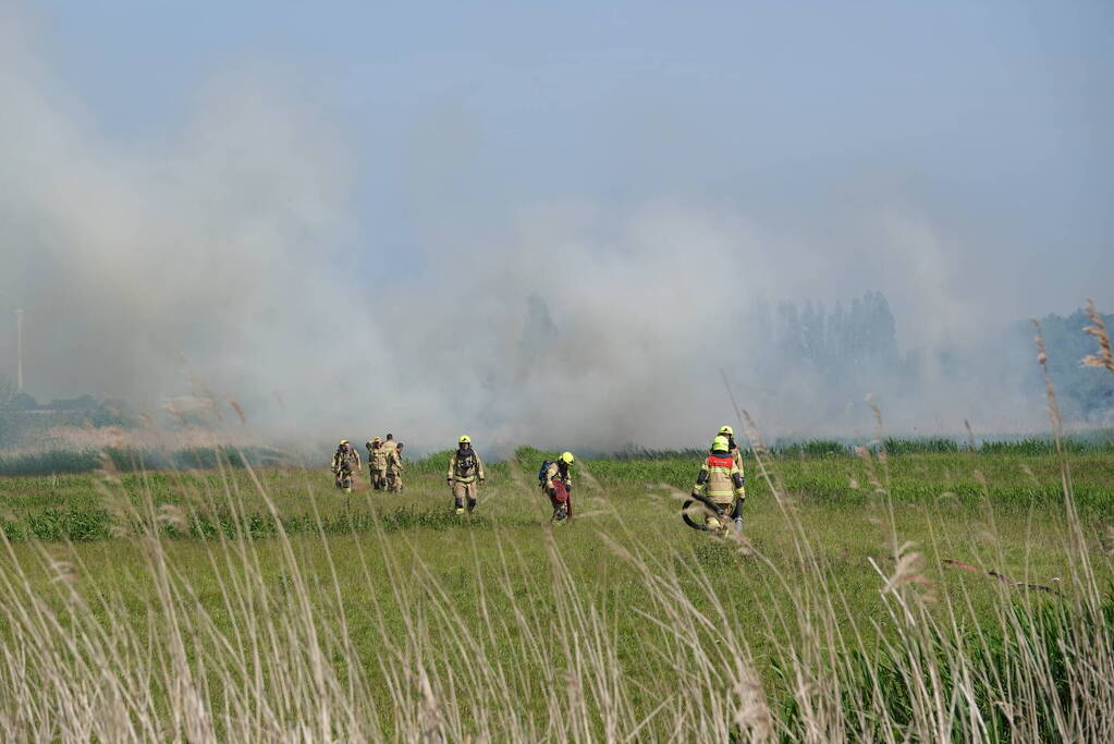 Schaapjes in veiligheid gebracht bij hevige rietbrand