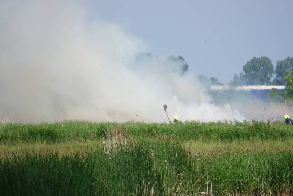 Schaapjes in veiligheid gebracht bij hevige rietbrand