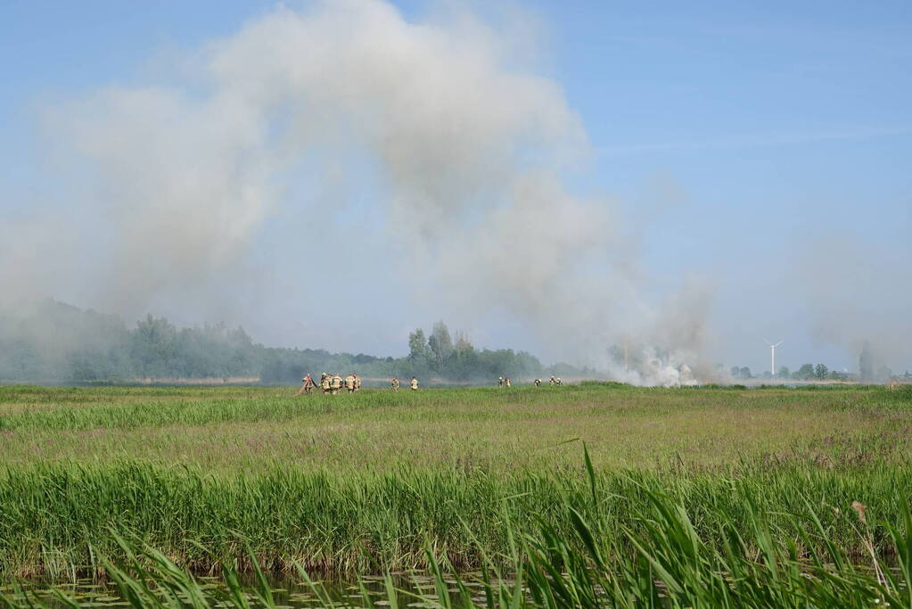 Schaapjes in veiligheid gebracht bij hevige rietbrand