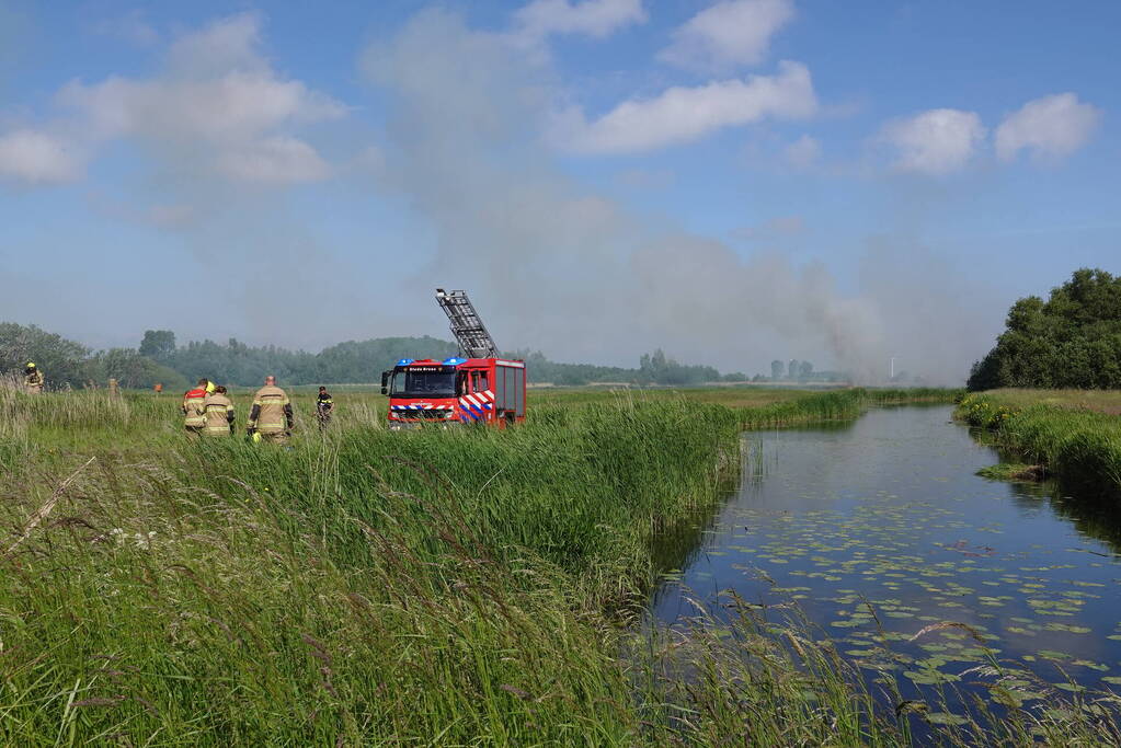 Schaapjes in veiligheid gebracht bij hevige rietbrand