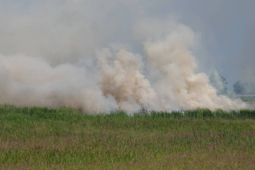 Schaapjes in veiligheid gebracht bij hevige rietbrand