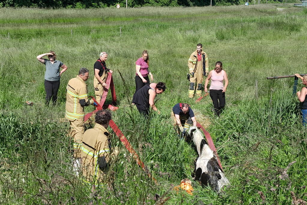 Brandweer haalt paard uit de sloot