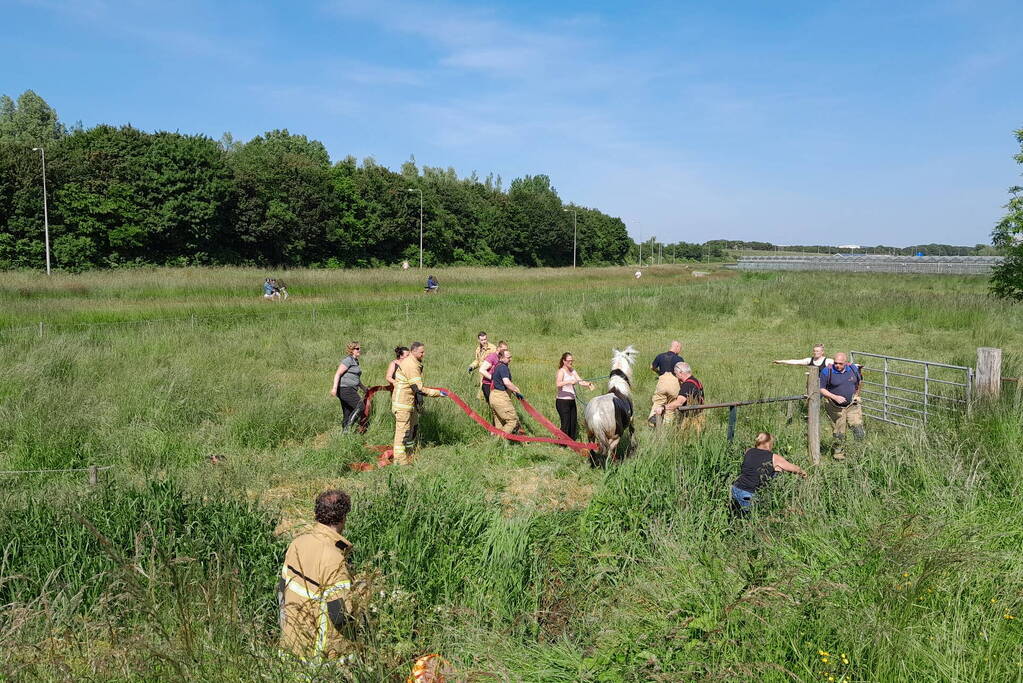 Brandweer haalt paard uit de sloot