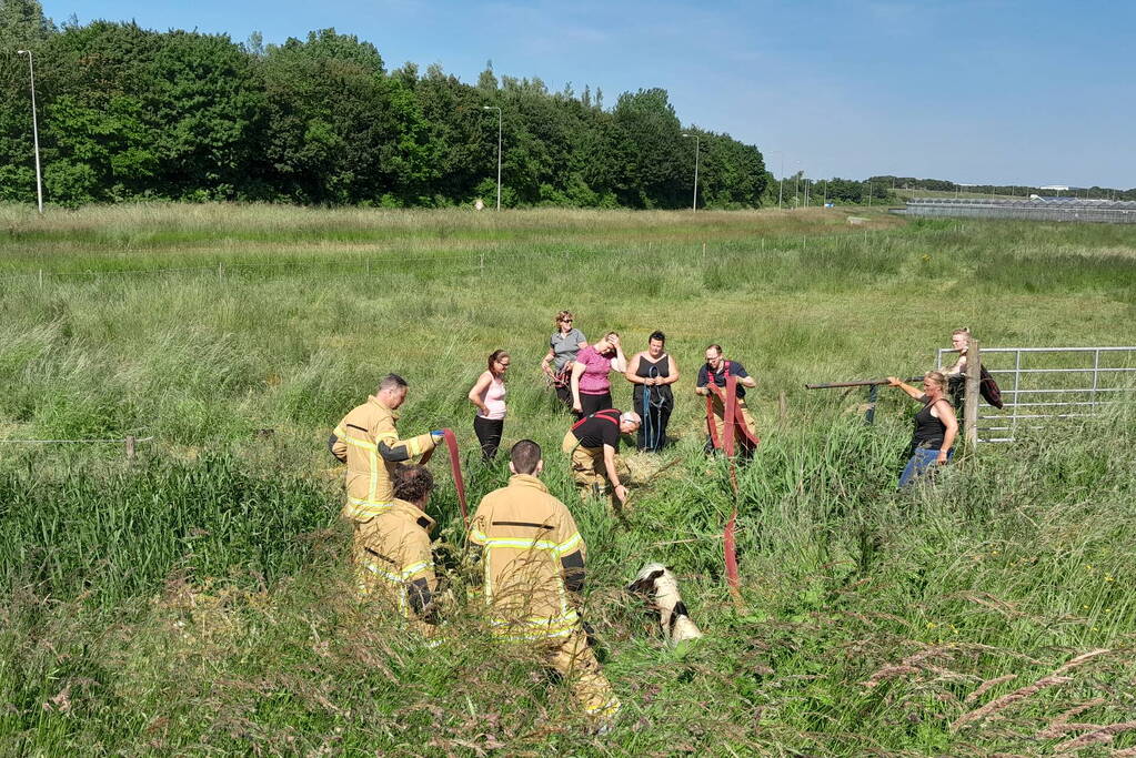 Brandweer haalt paard uit de sloot