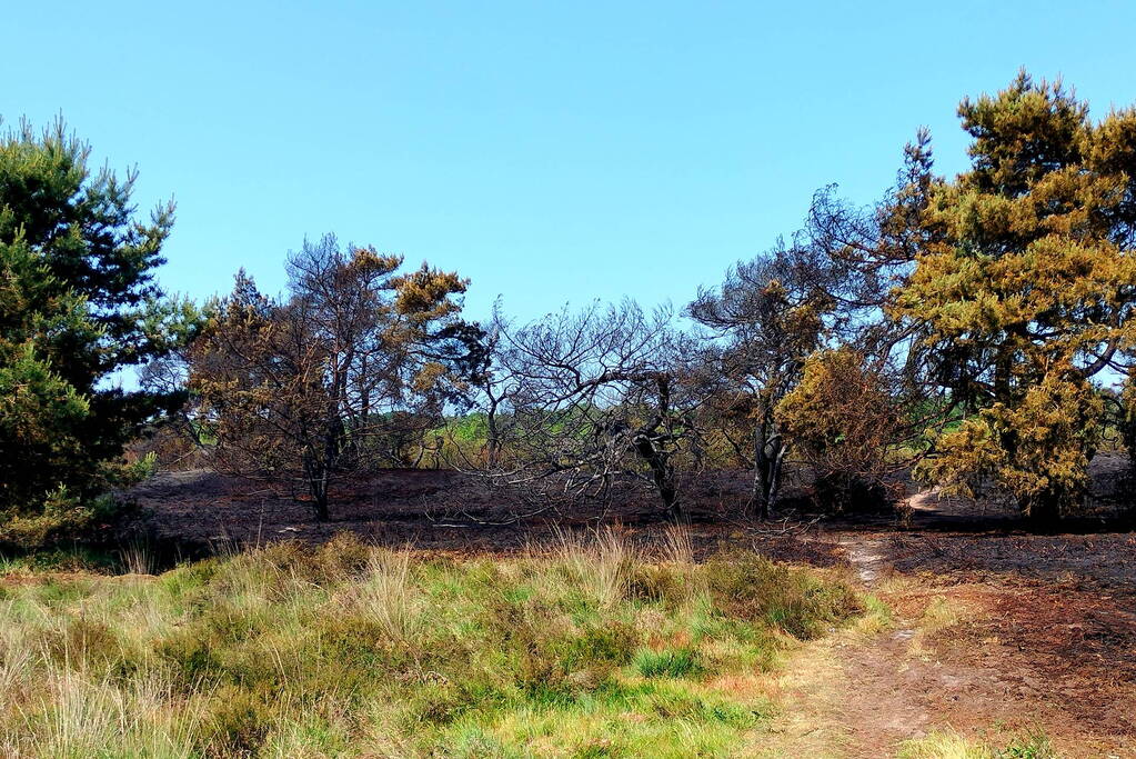 Opnieuw brand in natuurgebied