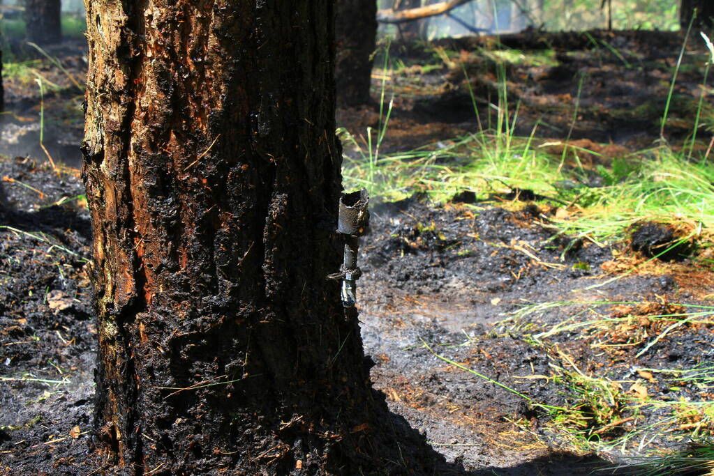 Brandweer bestrijdt hevige brand in natuurgebied