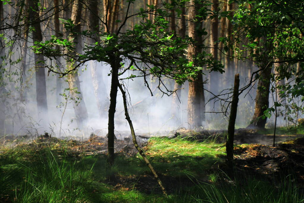 Brandweer bestrijdt hevige brand in natuurgebied
