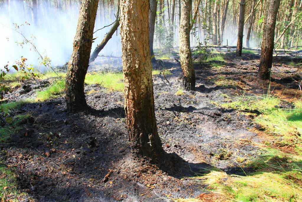 Brandweer bestrijdt hevige brand in natuurgebied