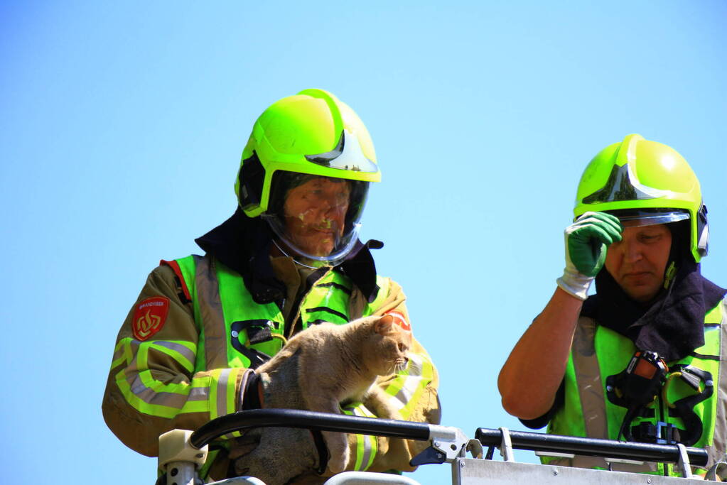 Kat in nood brandweer zet hoogwerker in voor reddingsactie
