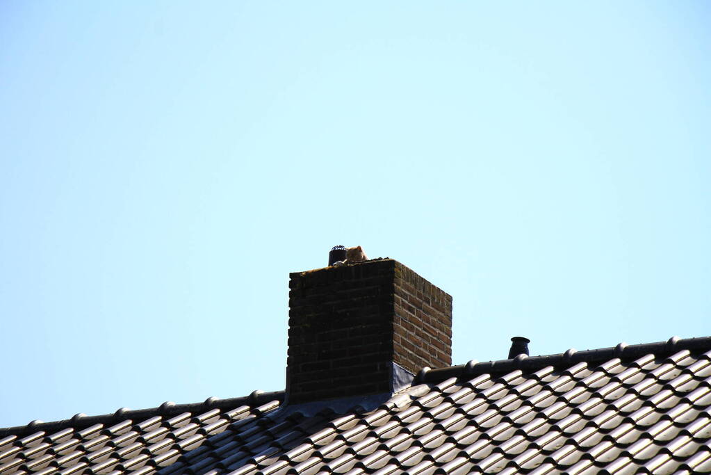 Kat in nood brandweer zet hoogwerker in voor reddingsactie