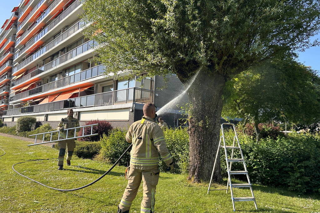 Brand in boom snel onder controle