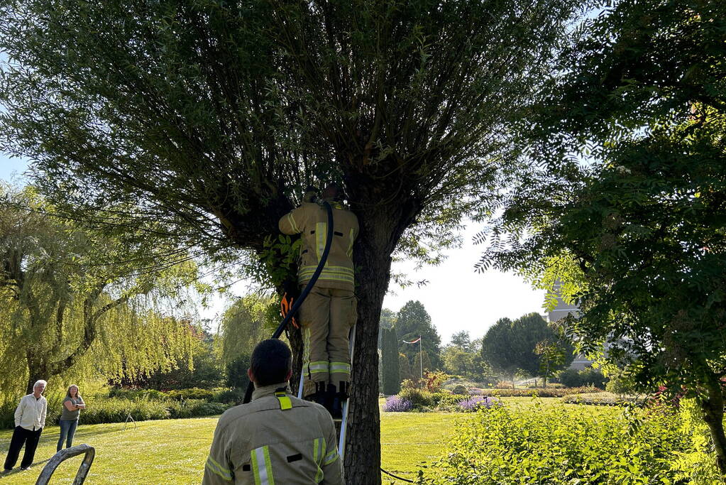 Brand in boom snel onder controle