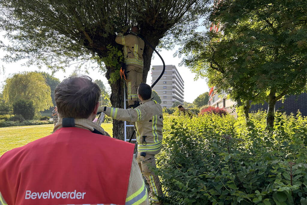 Brand in boom snel onder controle