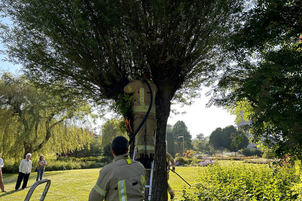 Brand in boom snel onder controle