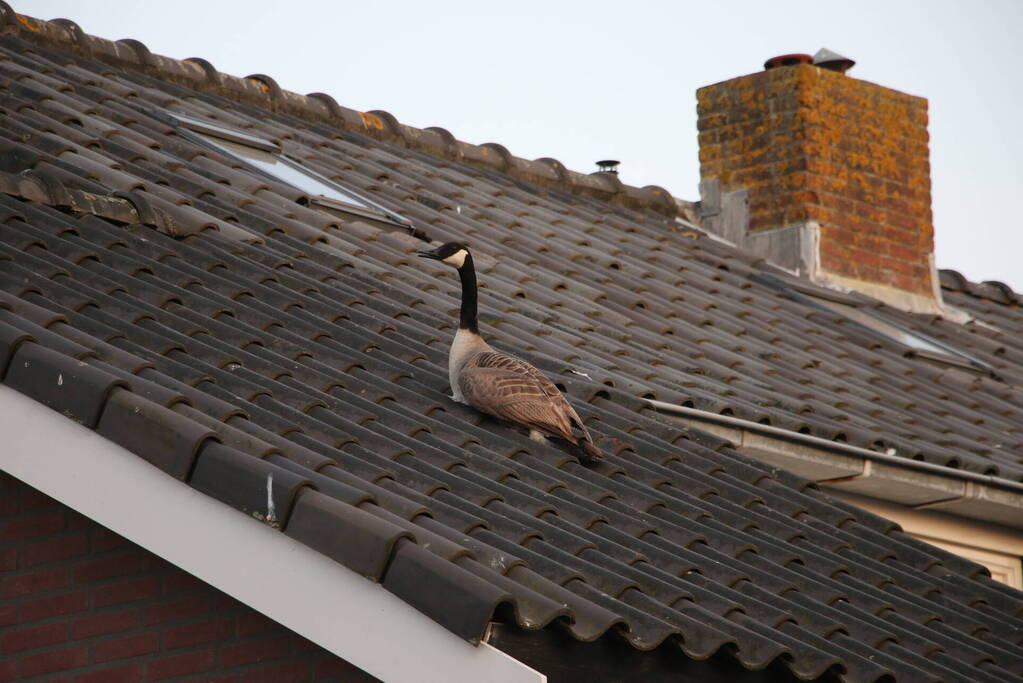 Brandweer ingezet voor gans op dak van schuur