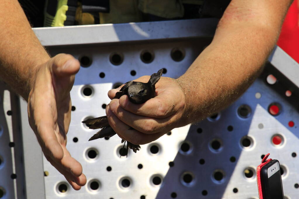 Geldropse brandweer bevrijdt vastzittende vogel onder dak