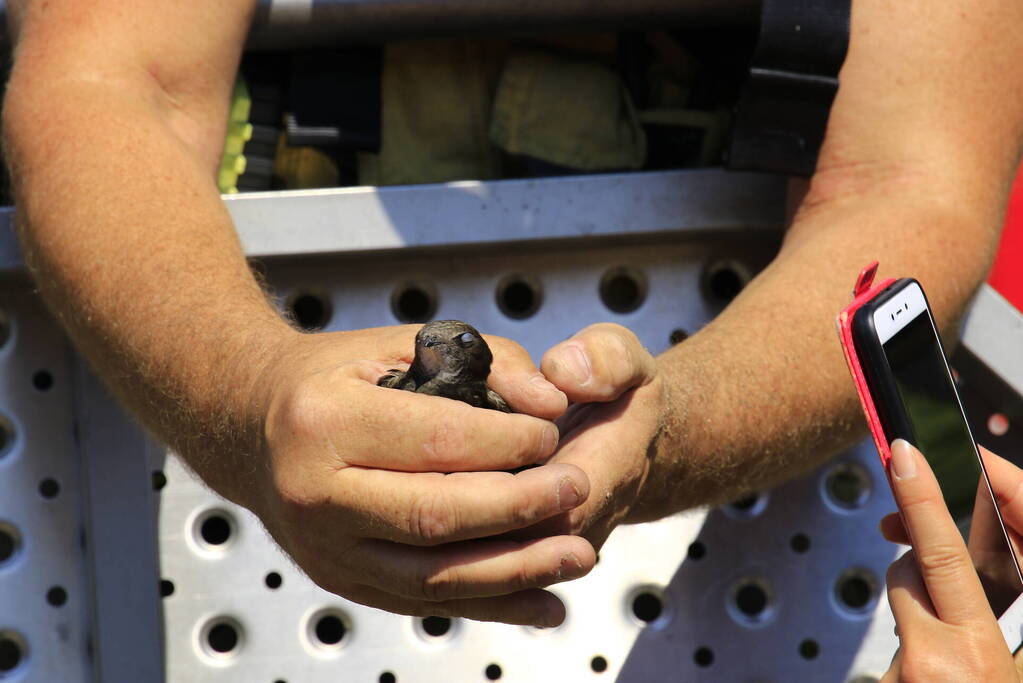 Geldropse brandweer bevrijdt vastzittende vogel onder dak