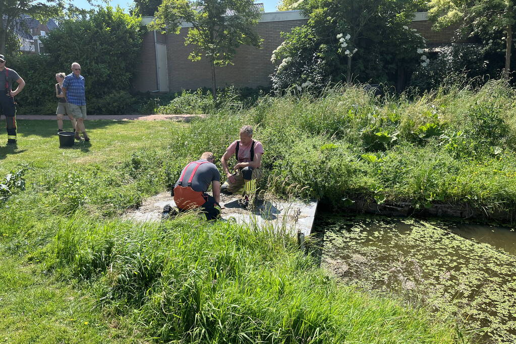 Waterhoentjes gered door brandweer