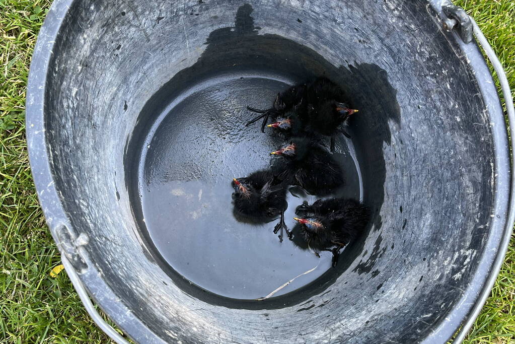 Waterhoentjes gered door brandweer