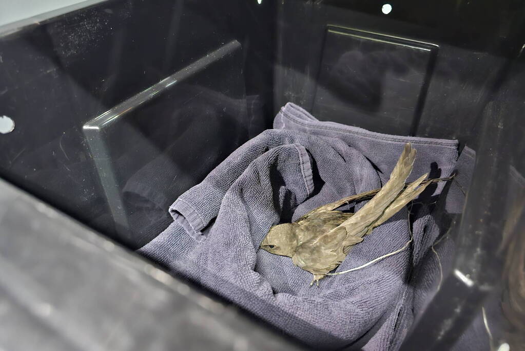 Brandweer bevrijdt vastzittende zwaluw