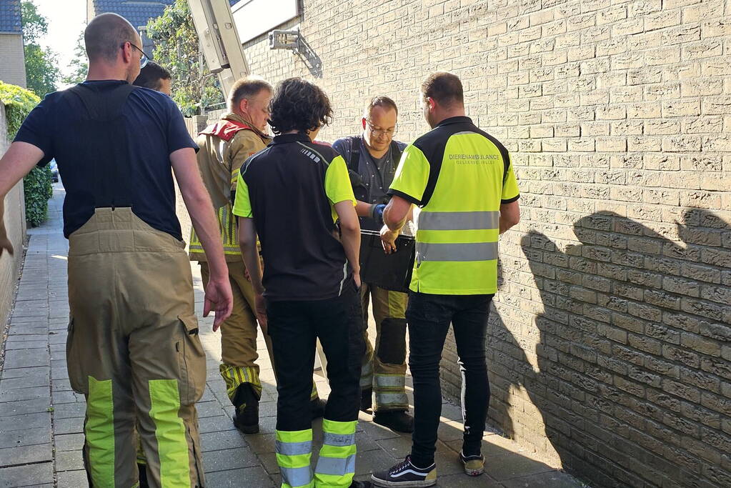 Brandweer bevrijdt vastzittende zwaluw