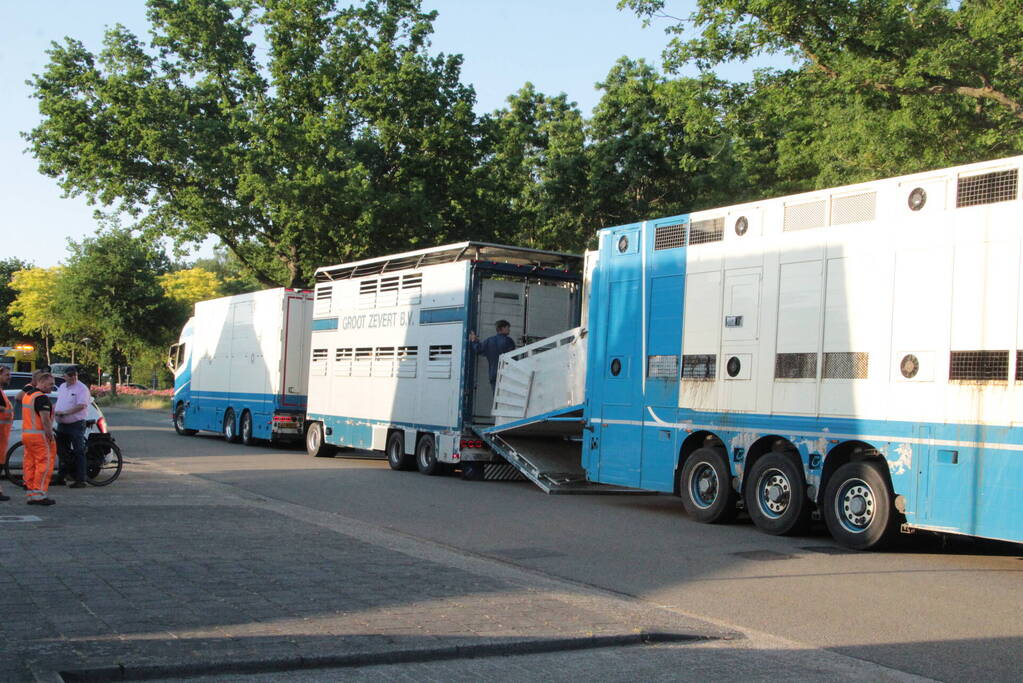 Vrachtwagen met koeien defect op snelweg