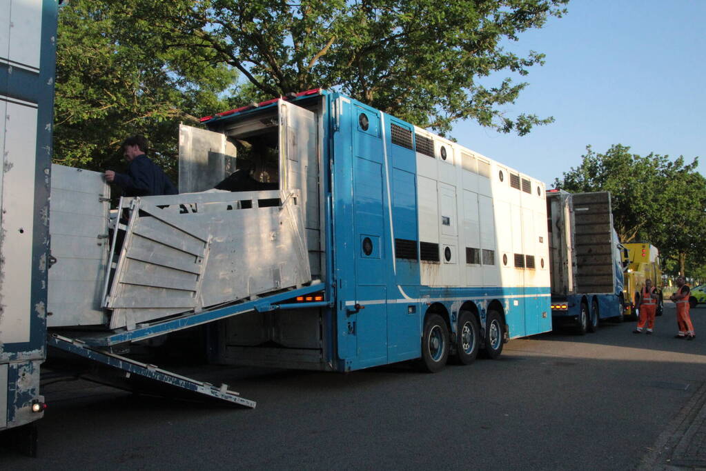 Vrachtwagen met koeien defect op snelweg