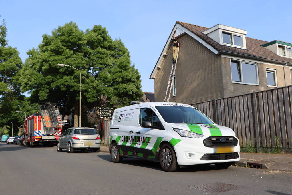 Brandweer bevrijdt vastzittende zwaluw