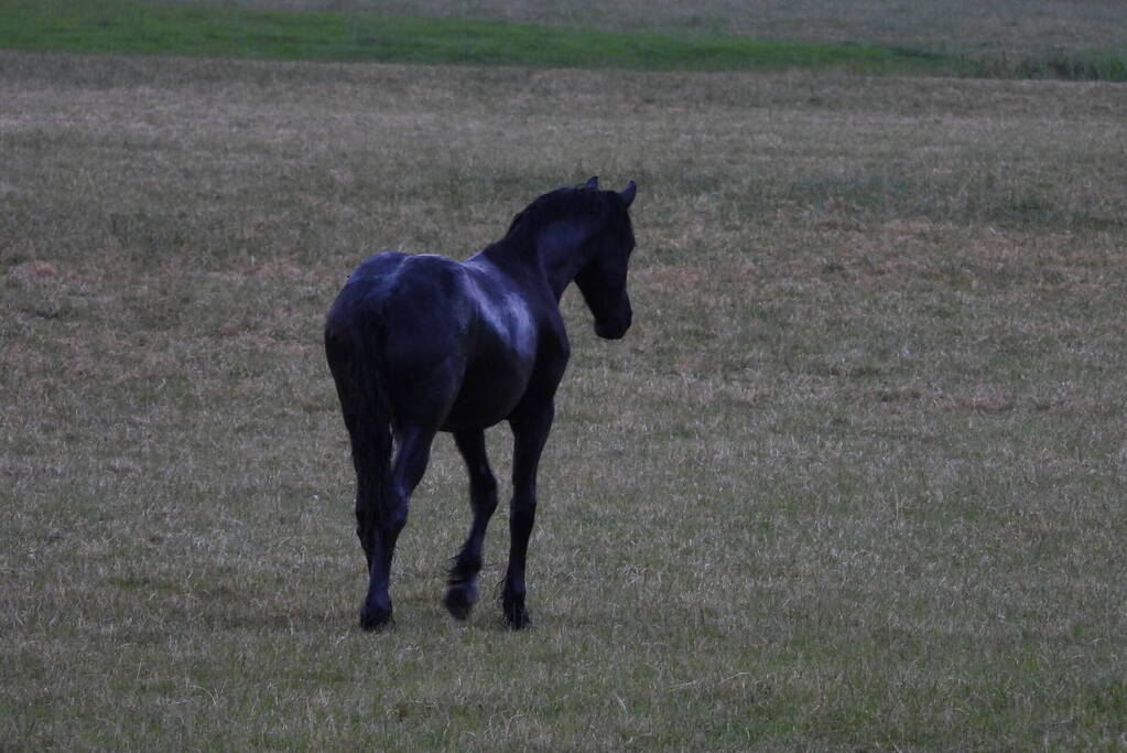 Brandweer ingezet voor paard in een sloot